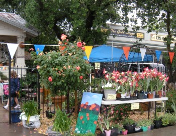 plant sale